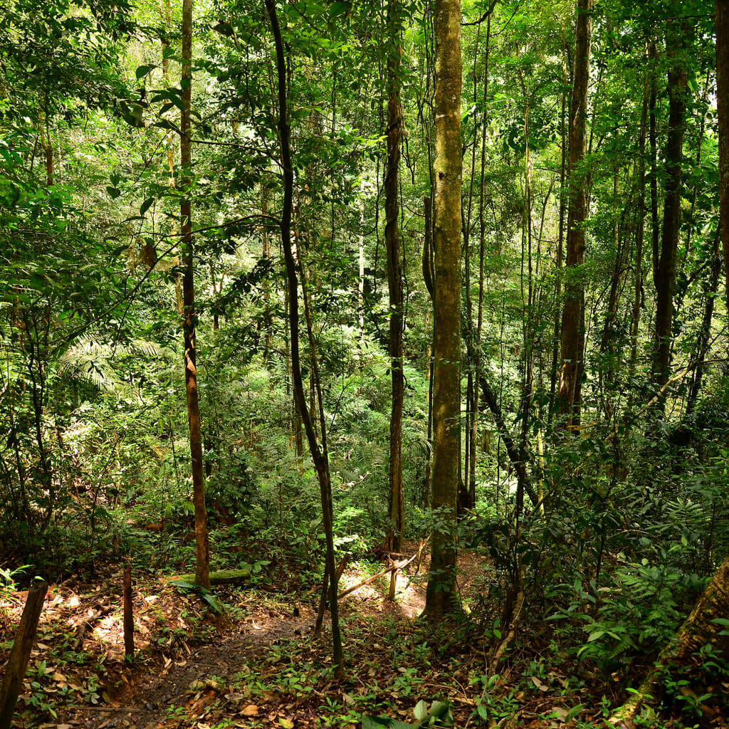 Brownsberg :  Brownsberg :