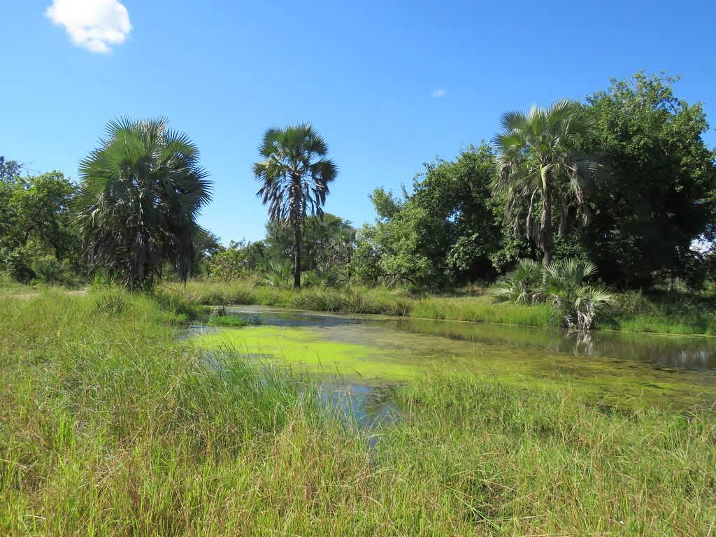 Nationalpark Gorongosa :  Nationalpark Gorongosa :