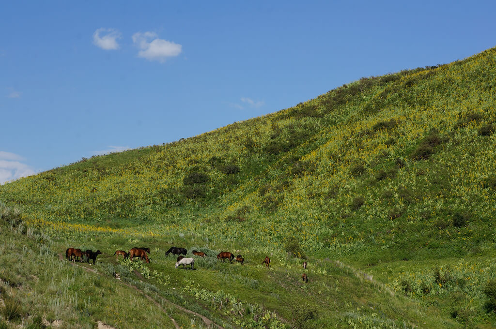 Dschalalabat :  Dschalalabat :