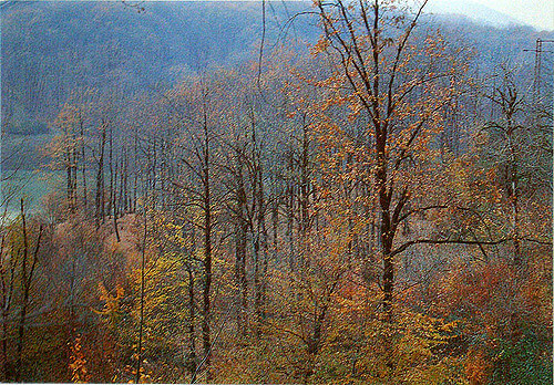 Lankaran :  Lankaran :