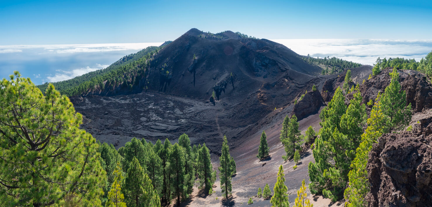 Los Canarios :  Los Canarios :