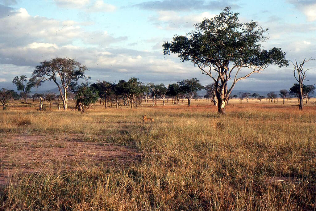 Mikumi National Park :  Mikumi National Park :