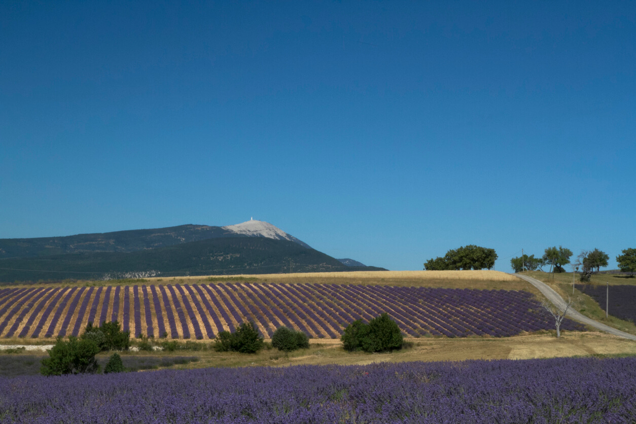 Mont Ventoux :  Mont Ventoux :