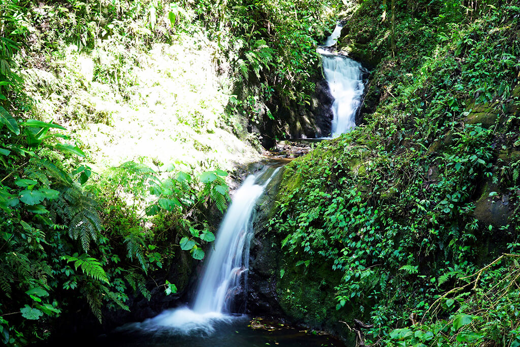 Monteverde :  Monteverde :