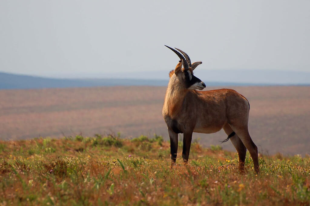 Nyika-Nationalpark : 