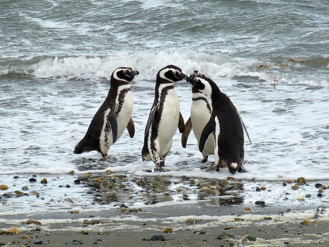 Punta Arenas : Punta Arenas Punta Arenas : Punta Arenas