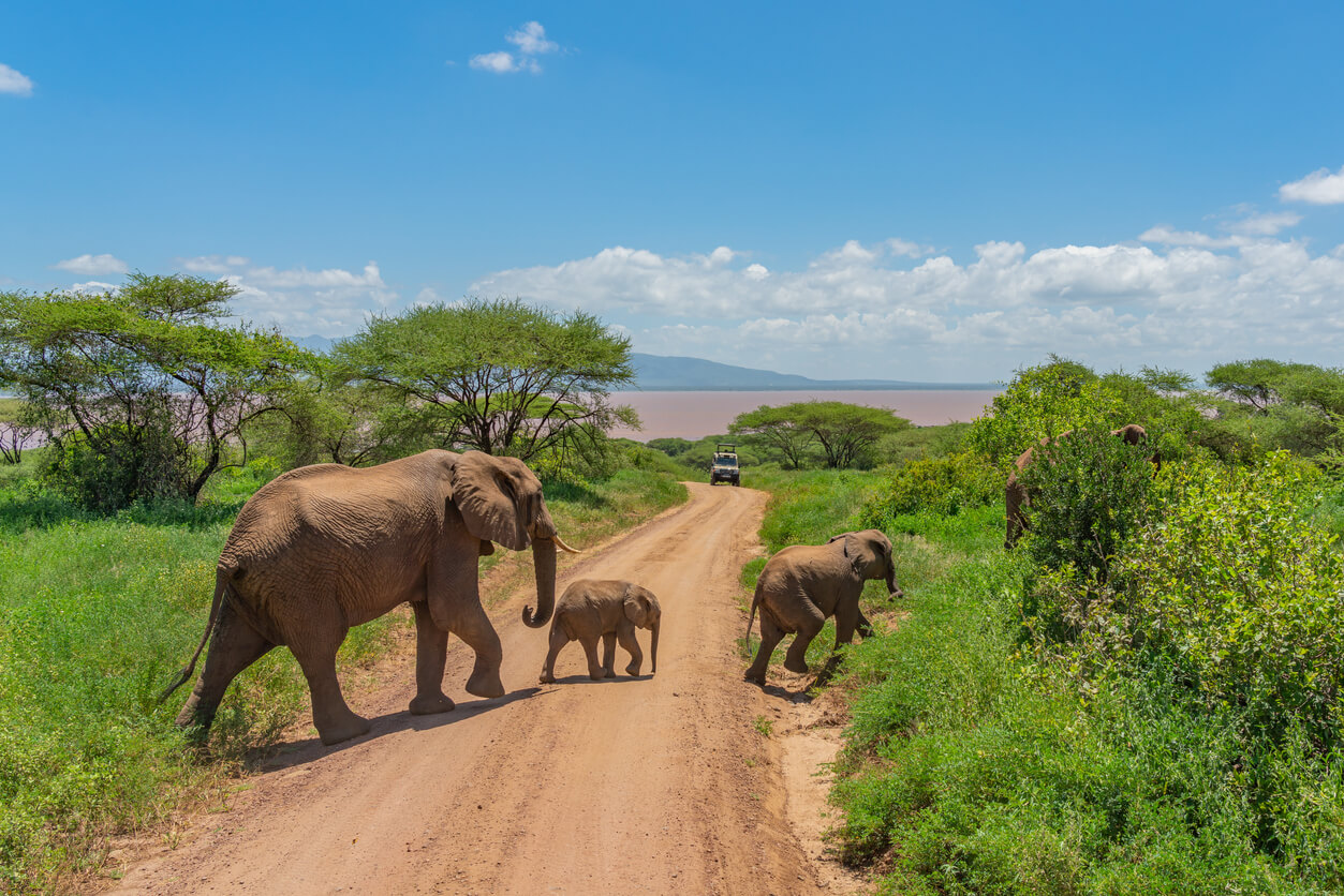 Tarangire National Park : Le parc national de Tarangire Tarangire National Park : Le parc national de Tarangire