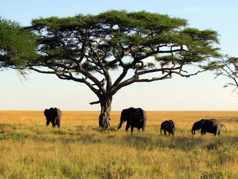 Nationalpark von Upper Niger : 