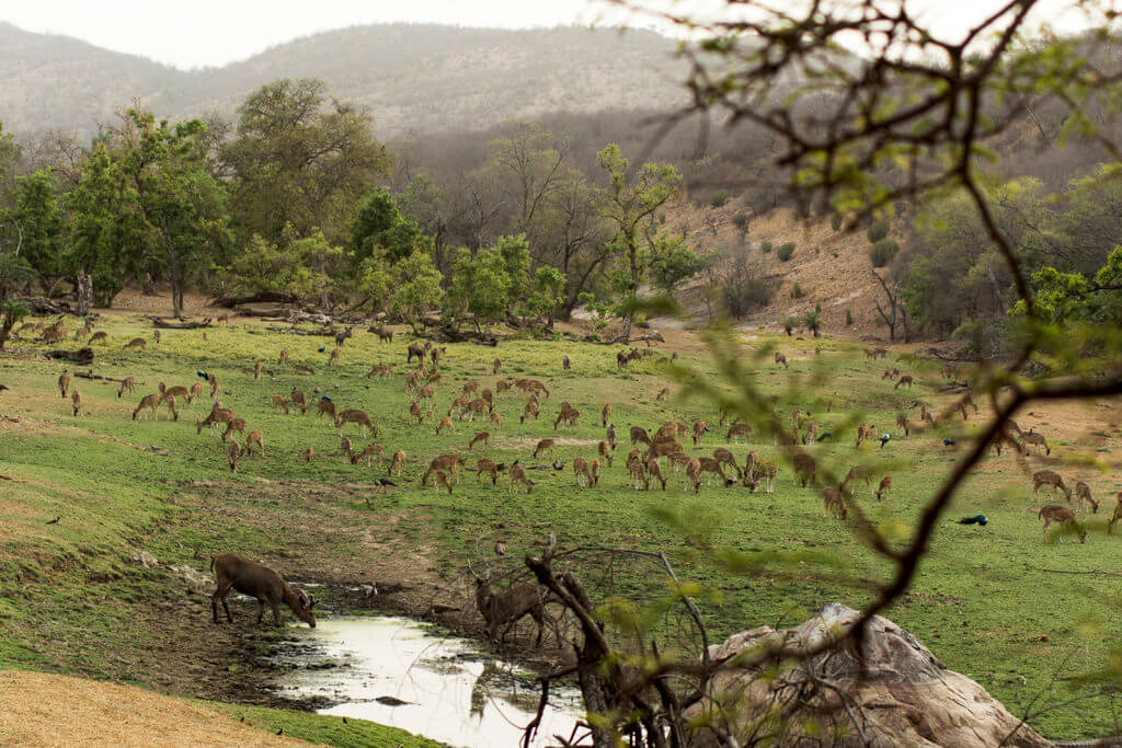 Ranthambhore-Nationalpark :  Ranthambhore-Nationalpark :