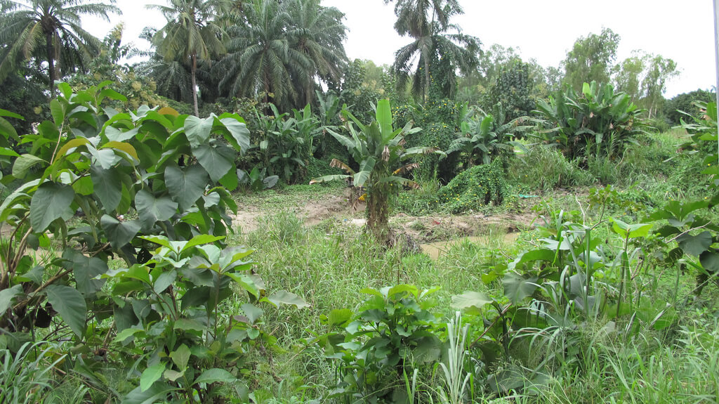 Sokodé :  Sokodé :