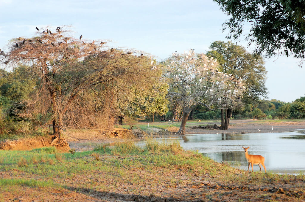 Südluangwa-Nationalpark : 