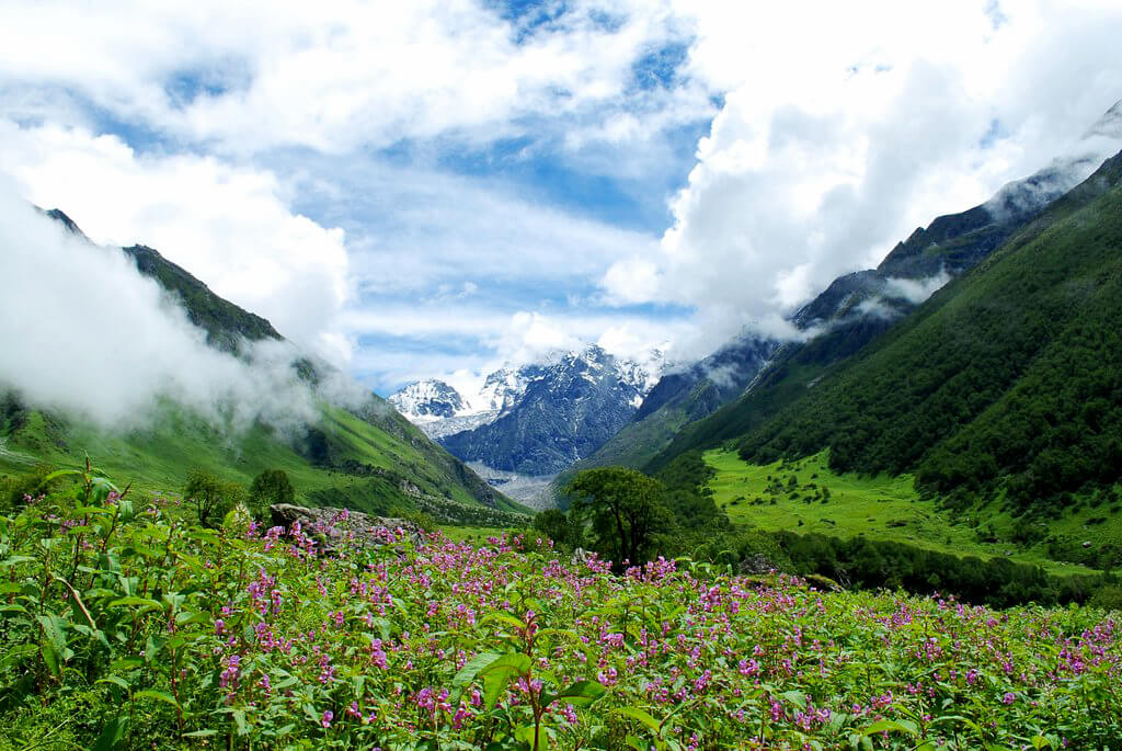 Nationalpark Valley of Flowers :  Nationalpark Valley of Flowers :