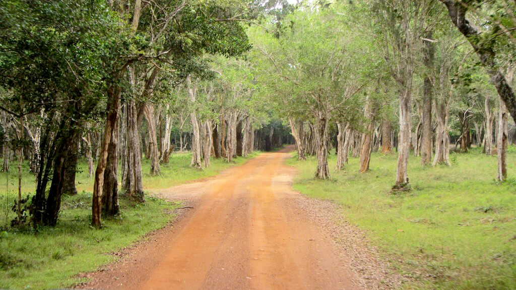Wilpattu National Park :  Wilpattu National Park :