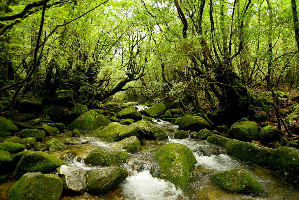 Yakushima :  Yakushima :